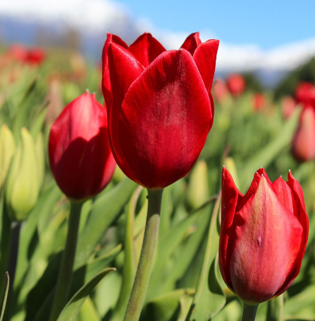 Almacenamiento de tulipanes