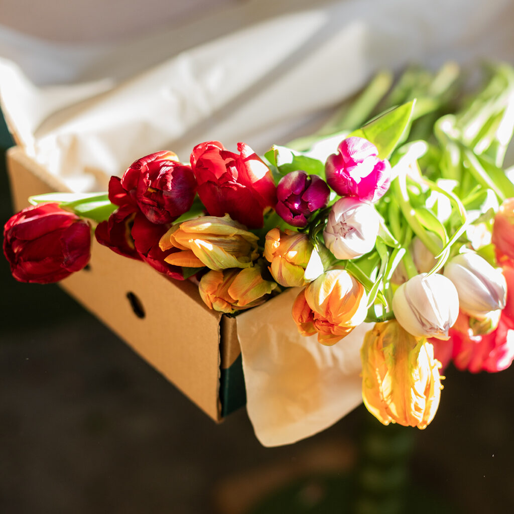 Tratamiento inmediato de tulipanes