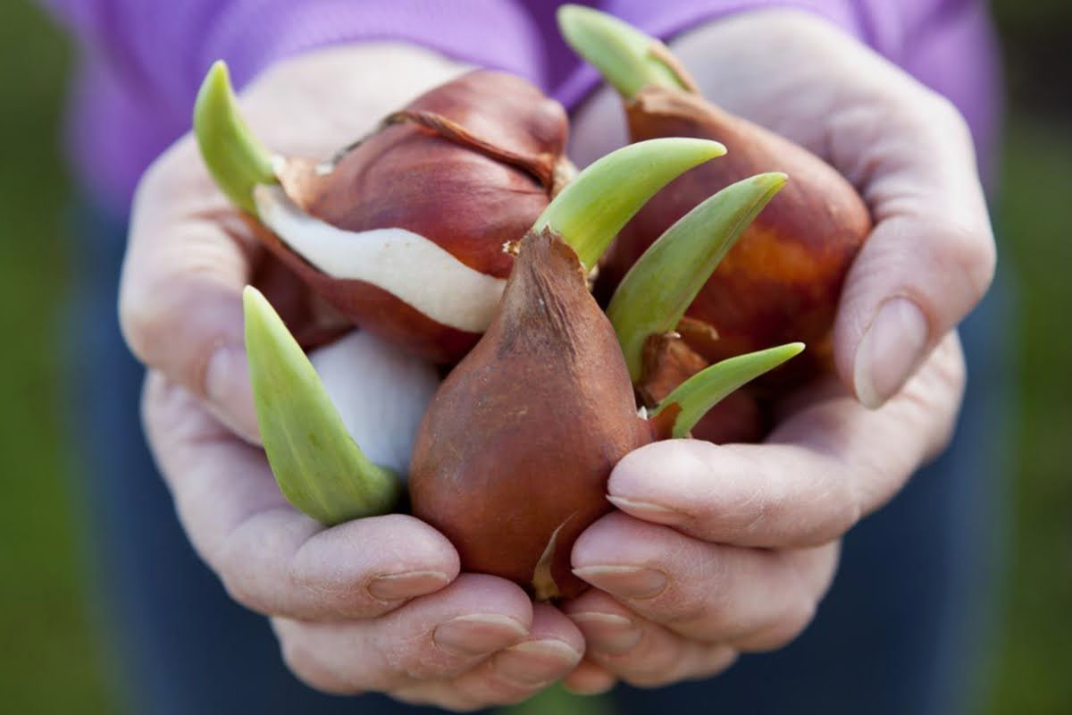 Bulbos en período de vernalización