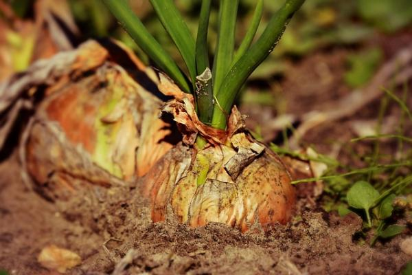 Brotación de tulipanes
