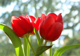 Tulipanes en floración